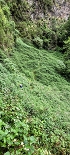 Plants: image 54 Of 208 Thumb